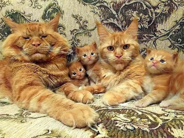 Habsburg Royal Family