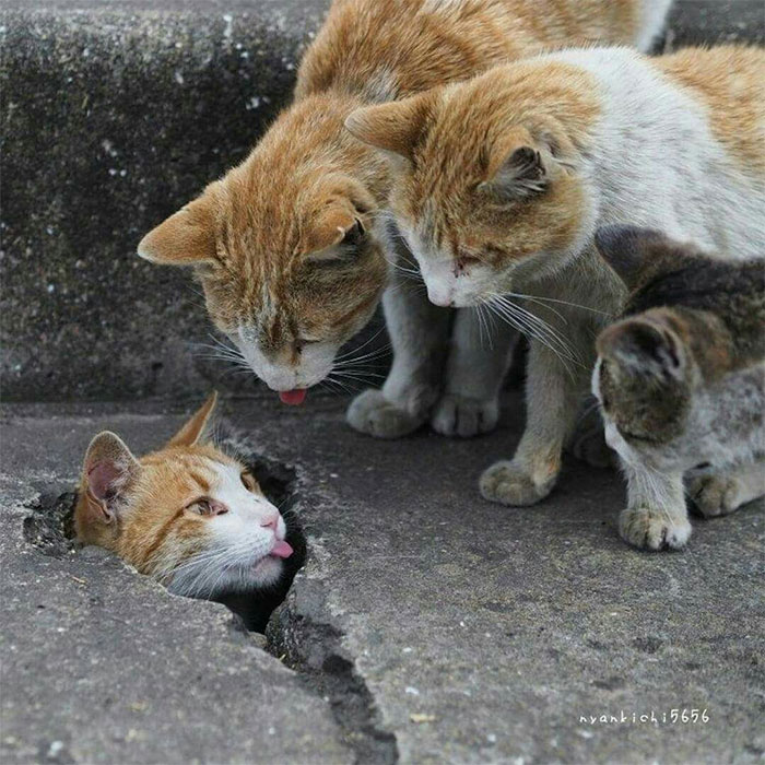 Bleps On The Catwalk