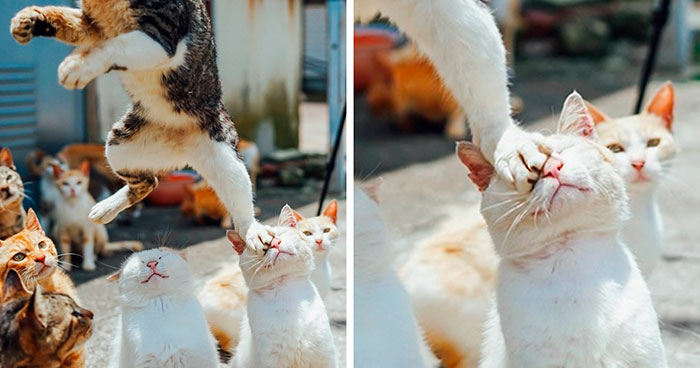 50 Times Photos Of Pets Perfectly Embodied Renaissance Art