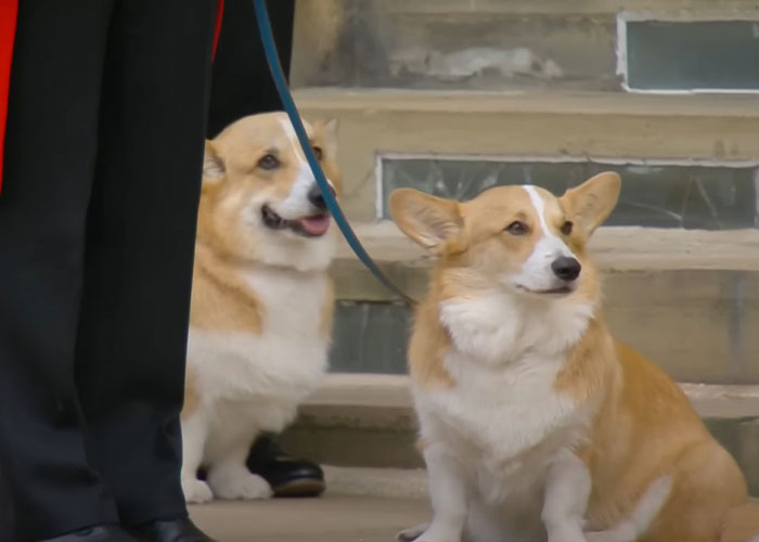Heartbreaking Moment Of Queen Elizabeth II&rsquo;s Corgis And Her Favorite Pony Awaiting The Arrival Of Her Coffin At Windsor Castle