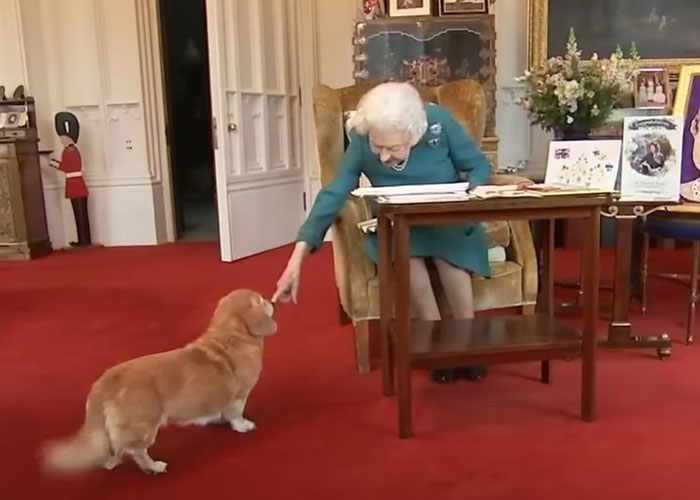 Heartbreaking Moment Of Queen Elizabeth II&rsquo;s Corgis And Her Favorite Pony Awaiting The Arrival Of Her Coffin At Windsor Castle