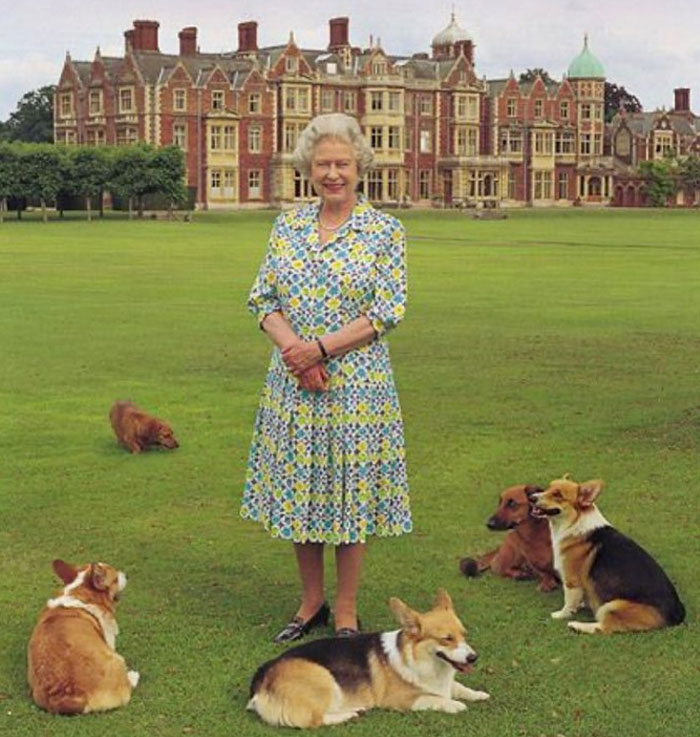 Heartbreaking Moment Of Queen Elizabeth II&rsquo;s Corgis And Her Favorite Pony Awaiting The Arrival Of Her Coffin At Windsor Castle