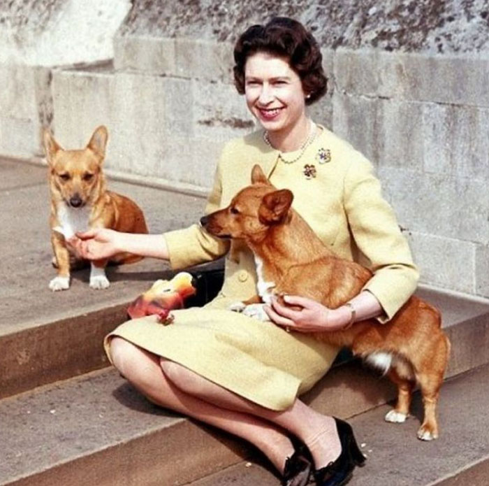 Heartbreaking Moment Of Queen Elizabeth II&rsquo;s Corgis And Her Favorite Pony Awaiting The Arrival Of Her Coffin At Windsor Castle