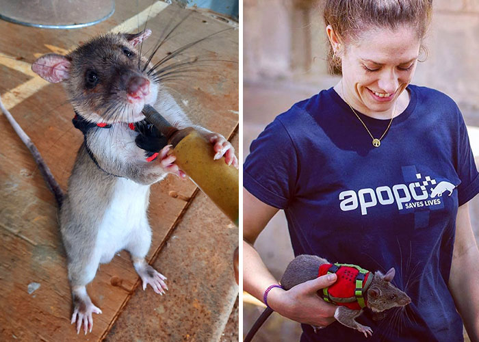 These Rats With Tiny Backpacks And Microphones May Soon Become The Heroes Of Search And Rescue Operations