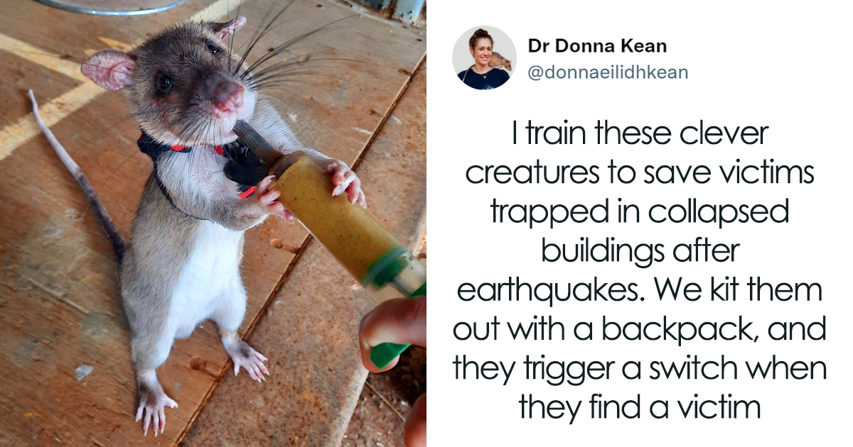 These Rats With Tiny Backpacks And Microphones May Soon Become The