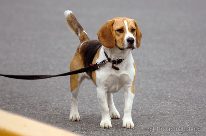 Woman Refuses To Let Down A Client Who Booked A Year In Advance Just So Parents Can Go On A Dog-Free Trip, Gets Called A Jerk