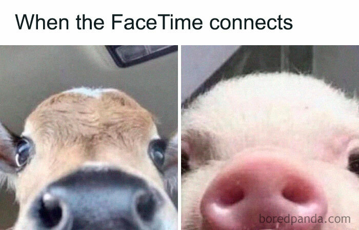 Close-up of a cow and pig's noses on a FaceTime meme, iconic of internet culture humor.