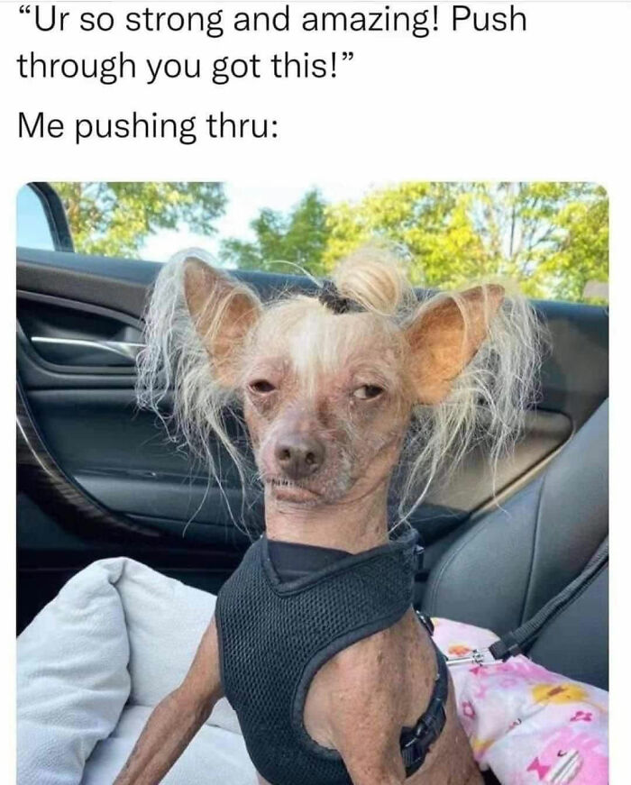 Humorous meme of a scruffy dog sitting in a car seat, epitomizing iconic internet culture.
