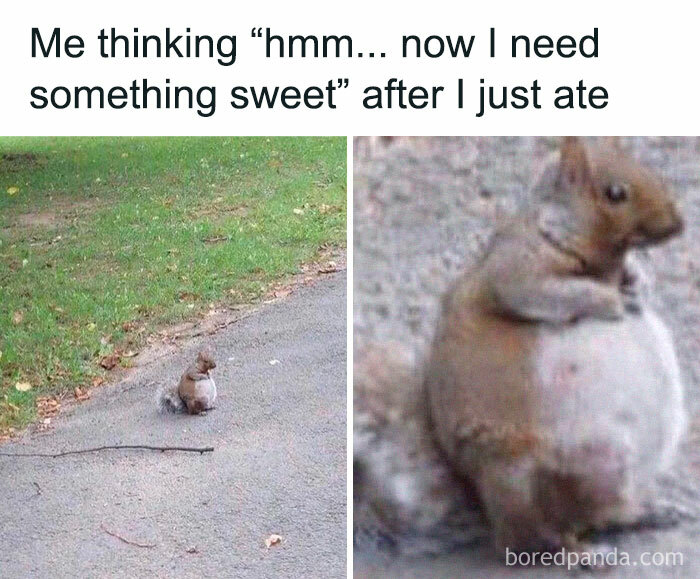 Chubby squirrel sits on a path, humorously expressing post-meal cravings; an icon of internet culture memes.