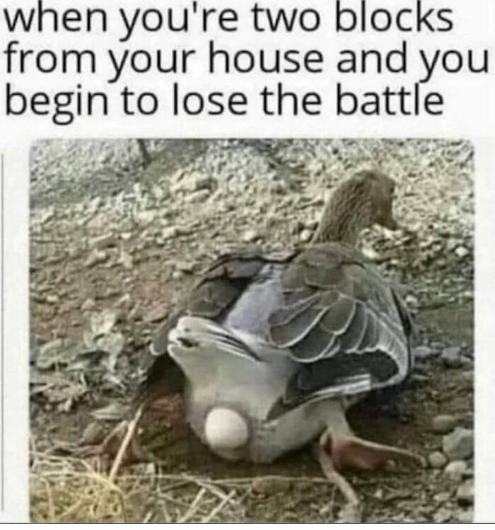 Relatable-Funny-Memes