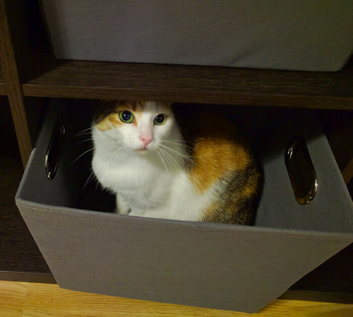 Man Finds Out Everyone In His Apartment Building Has A Cat Even Though It’s Not Allowed, People Are Sharing Their Pet Hiding Stories Man Finds Out Everyone In His Apartment Building Has A Cat Even Though It’s Not Allowed, People Are Sharing Their Pet Hiding Stories