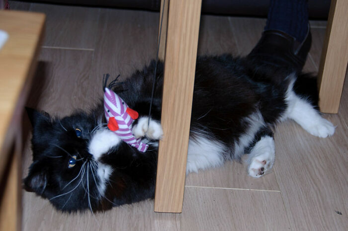 Man Finds Out Everyone In His Apartment Building Has A Cat Even Though It’s Not Allowed, People Are Sharing Their Pet Hiding Stories Man Finds Out Everyone In His Apartment Building Has A Cat Even Though It’s Not Allowed, People Are Sharing Their Pet Hiding Stories