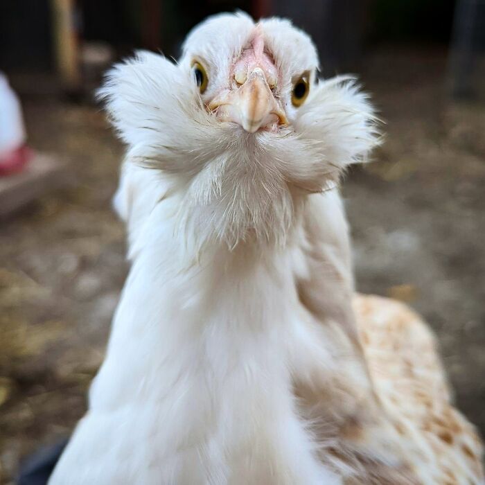 Little Bantam Salmon Faverolles Chook