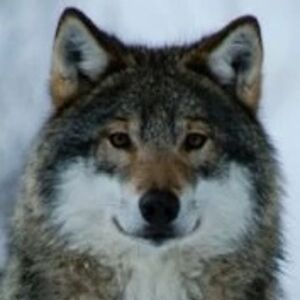 debrinablackmoon avatar