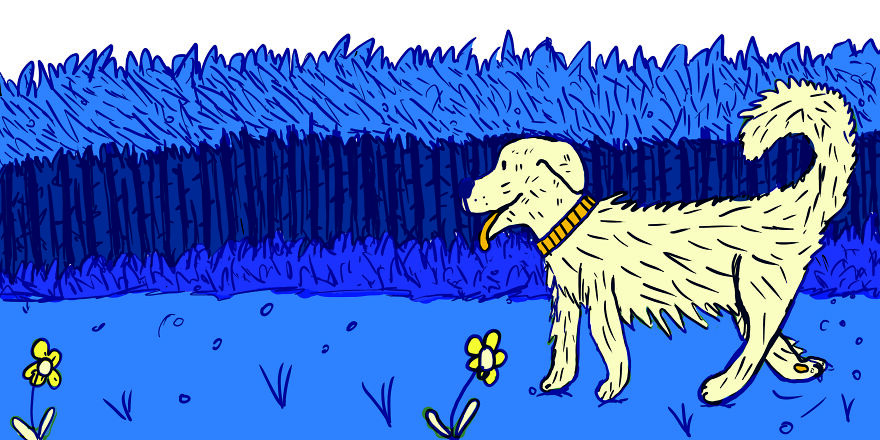 Dog Walks In The Forest