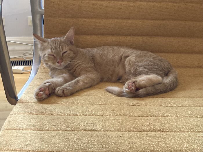 3 Pound Baby Using My Chair. Oh Well. No Work For Me Today!