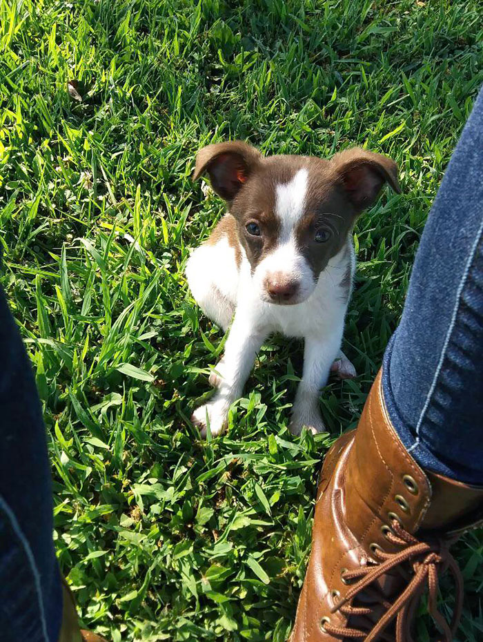 Mi amigo encontró este cachorro. Se lo llevamos al vecino que había visto anteriormente con cachorros, y dijo que había "liberado al cachorro" porque ya se había deshecho del resto