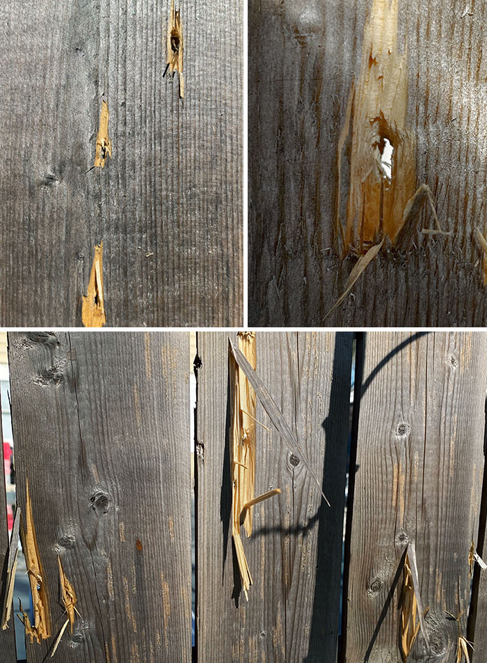 My Neighbors Shot "Whatever" Through My Fence Yesterday, Knowing Well There Are Children Here During The Quarantine. Thank God We Were Out Front When It Happened