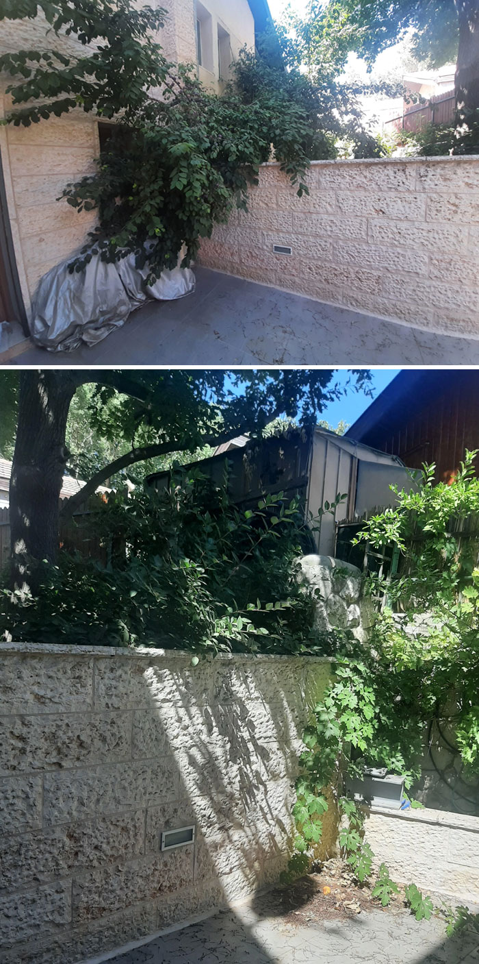 My Neighbor Refused To Cut Down Her Trees And They Got Into My Backyard, I Can't Even Get My Bike Out