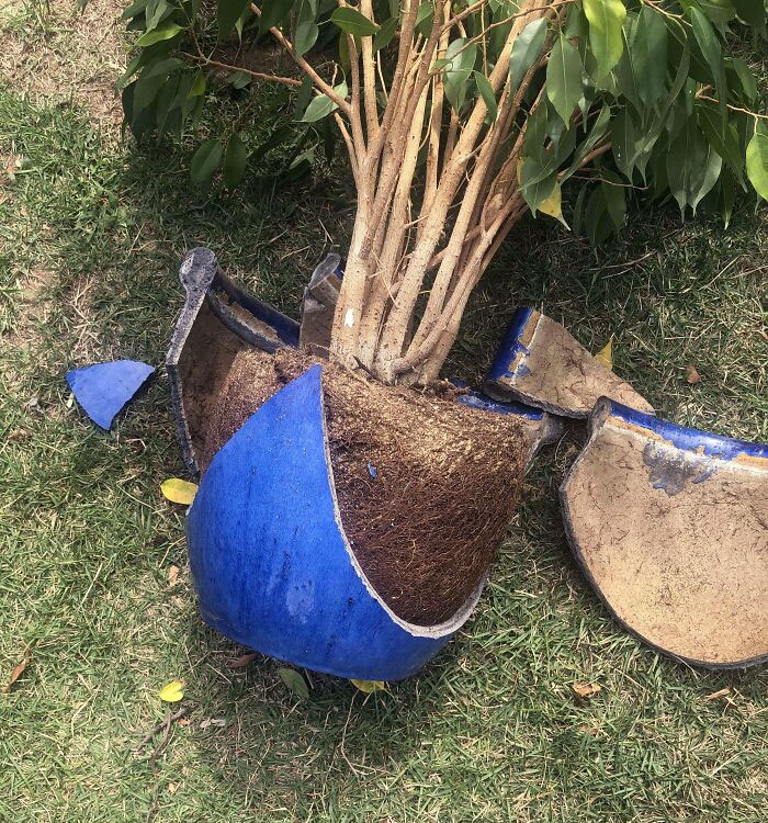 Esta maceta tenía casi 100 años y era de mi abuela. Gracias, hijo del demonio del vecino, también conocido como engendro de Satanás