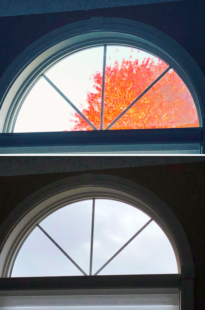 My Neighbor Cut Down His Tree Two Days After I Took A Picture Of Its Beautiful Fall Foliage