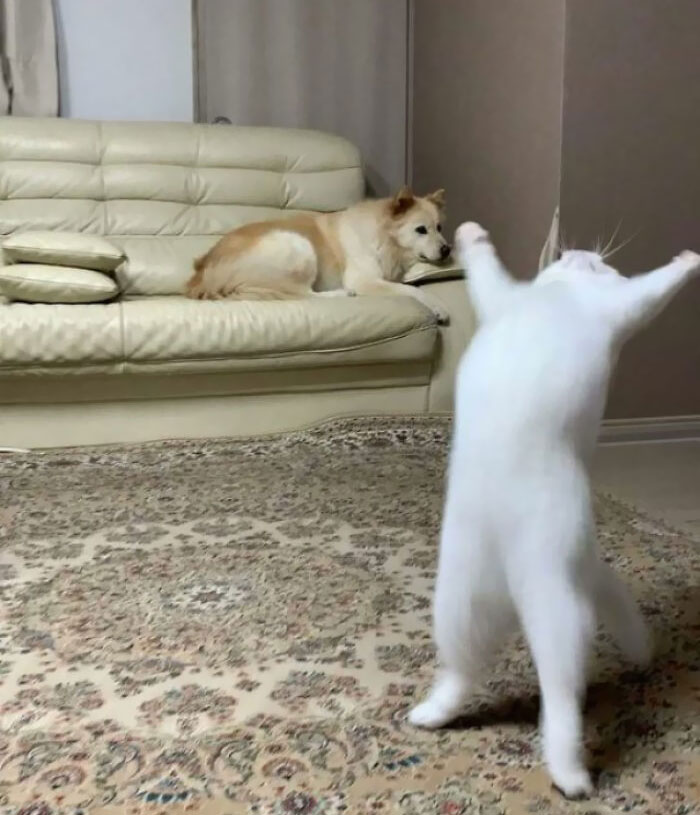 Blessed Difference Between Cats And Dogs