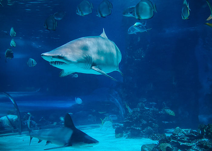 Someone Asked People "What Is A True Fact That Sounds Fake?" And 40 Delivered Illuminating Responses