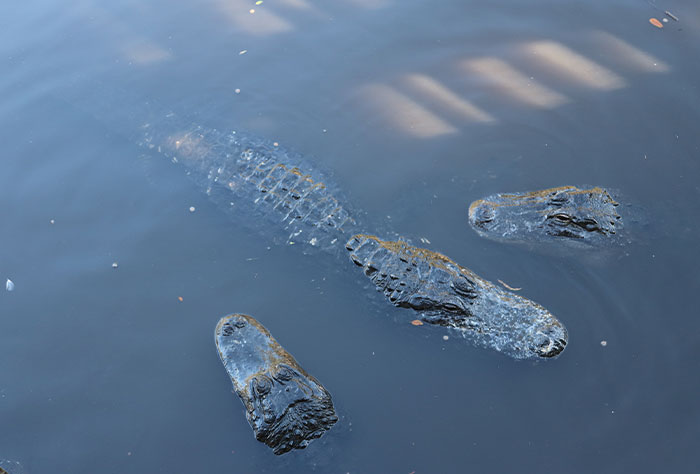 Someone Asked People "What Is A True Fact That Sounds Fake?" And 40 Delivered Illuminating Responses