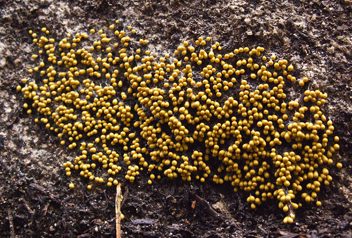 Someone Asked People "What Is A True Fact That Sounds Fake?" And 40 Delivered Illuminating Responses