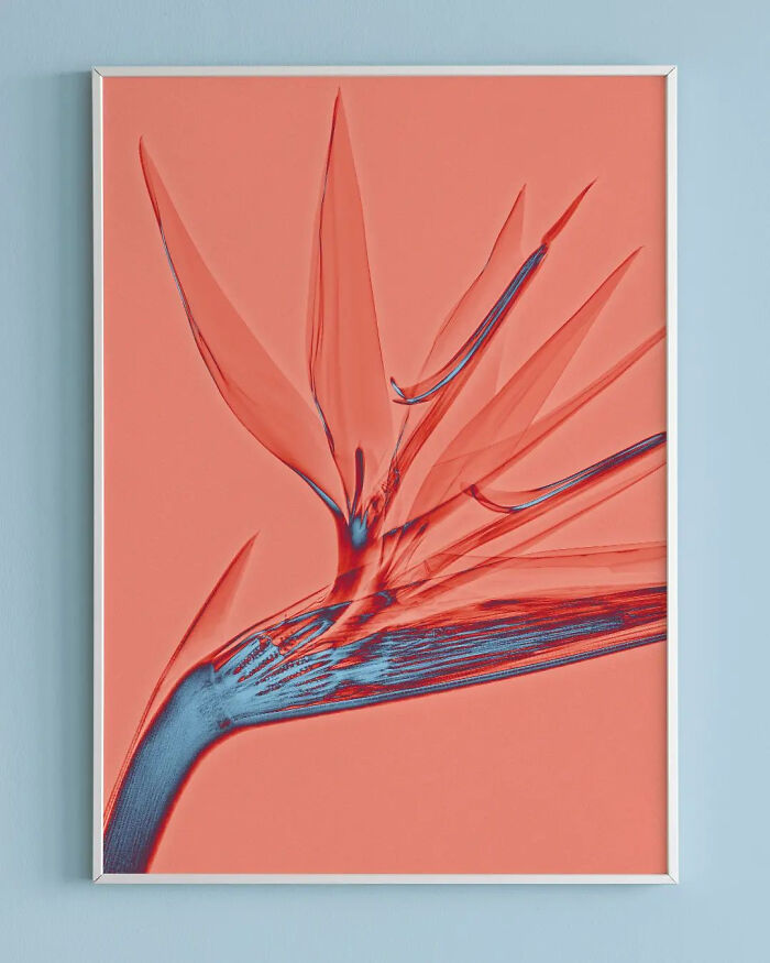 17 Pictures Of Plants That I Took Using X-Ray