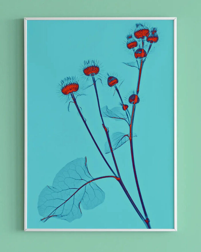 17 Pictures Of Plants That I Took Using X-Ray