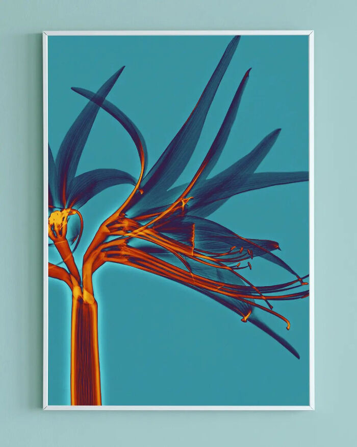 17 Pictures Of Plants That I Took Using X-Ray