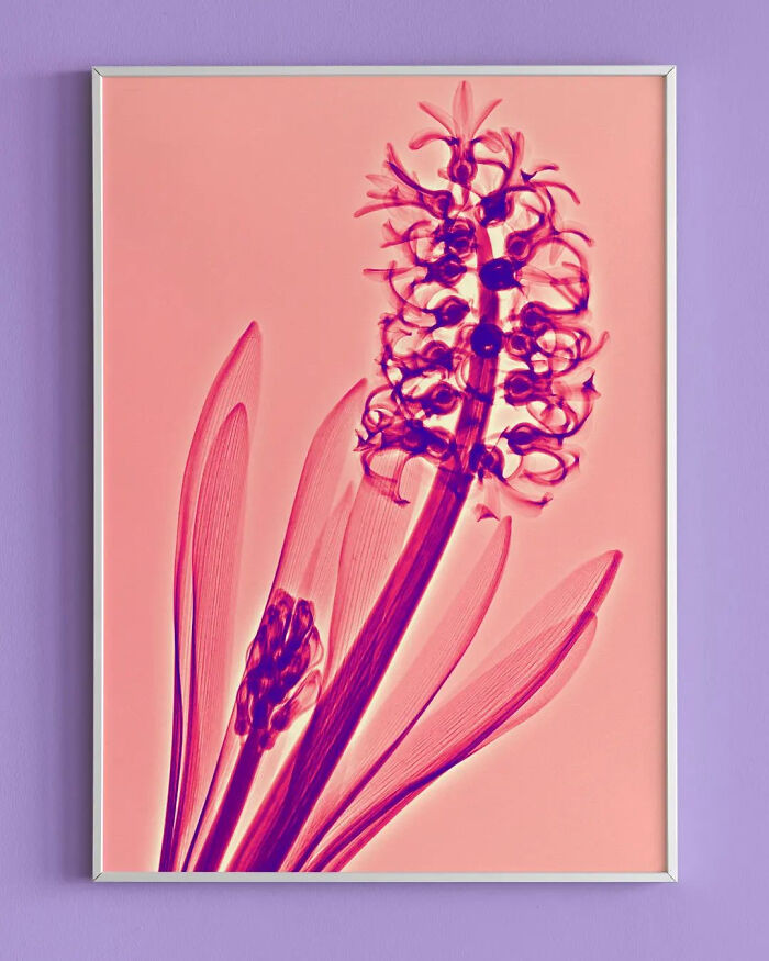 17 Pictures Of Plants That I Took Using X-Ray