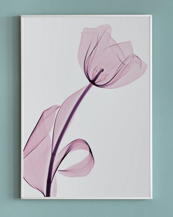 17 Pictures Of Plants That I Took Using X-Ray