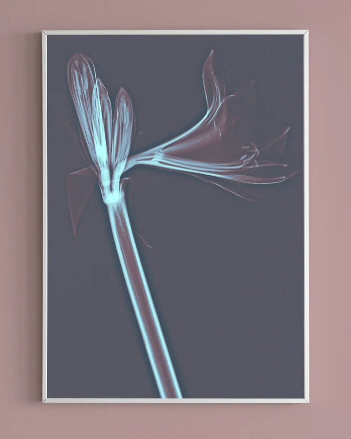 17 Pictures Of Plants That I Took Using X-Ray