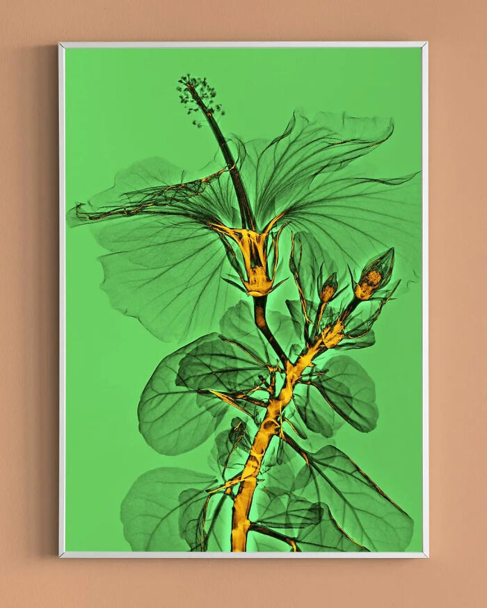 17 Pictures Of Plants That I Took Using X-Ray