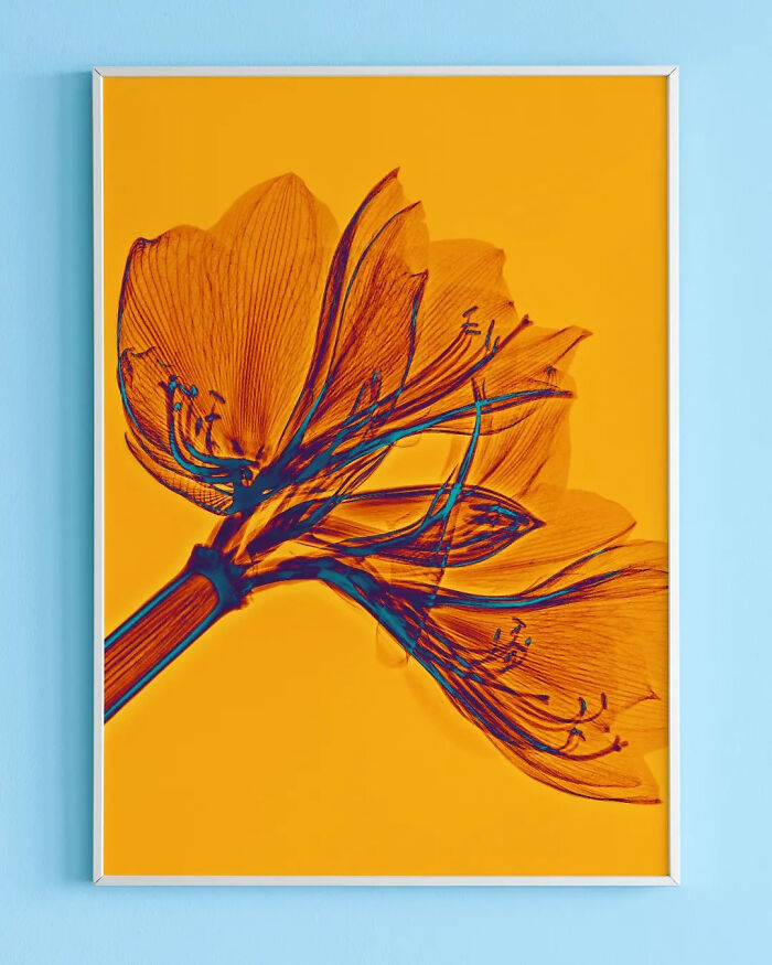 17 Pictures Of Plants That I Took Using X-Ray