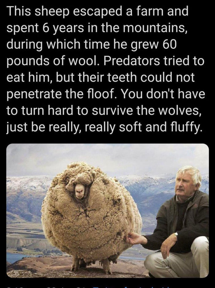 Very-Important-Positivity-Posts