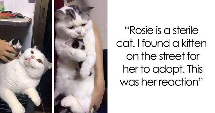 “Very Important Positivity”: If You Are Feeling Down, These 50 Wholesome Posts Might Make Your Day