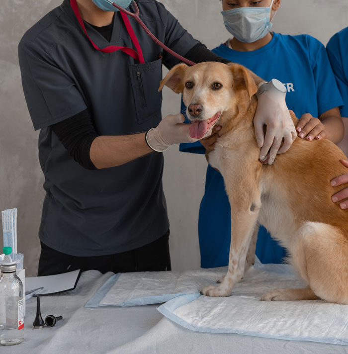 30 Vets Share The Best Pieces Of Advice They Wish All Pet Owners Knew