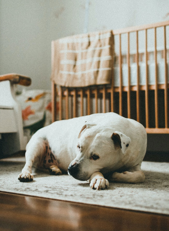 30 Vets Share The Best Pieces Of Advice They Wish All Pet Owners Knew