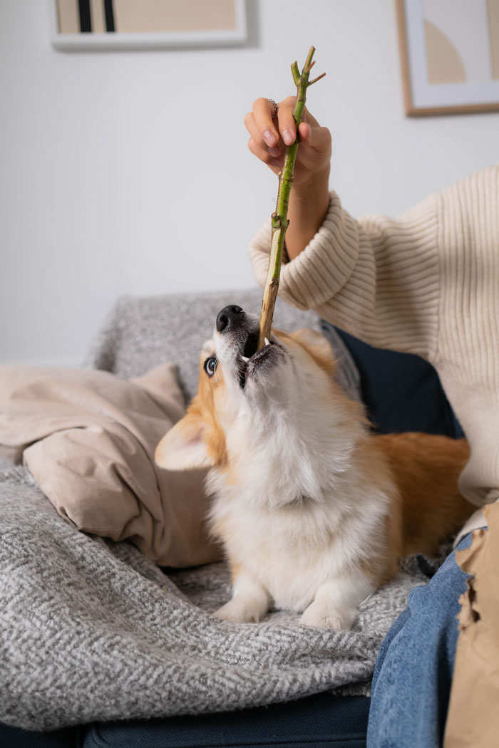 30 Vets Share The Best Pieces Of Advice They Wish All Pet Owners Knew