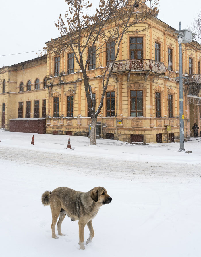 30 Vets Share The Best Pieces Of Advice They Wish All Pet Owners Knew