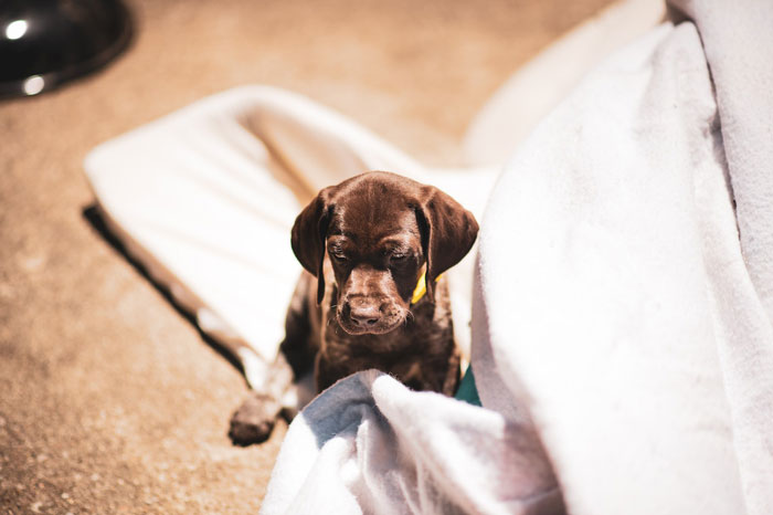 30 Vets Share The Best Pieces Of Advice They Wish All Pet Owners Knew