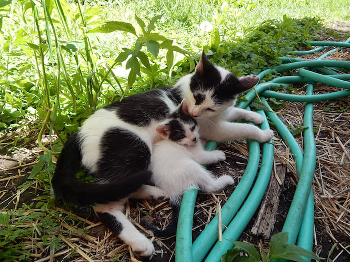 "Las cebras no pueden dormir solas": 30 Datos sobre animales muy edificantes