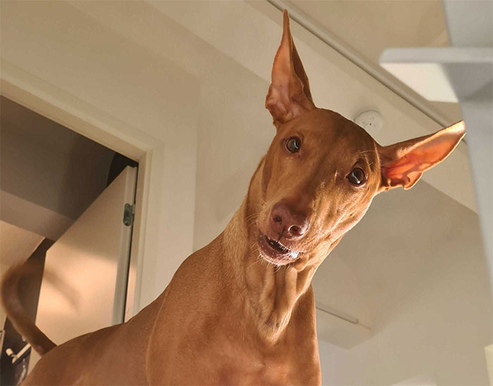 "Las cebras no pueden dormir solas": 30 Datos sobre animales muy edificantes