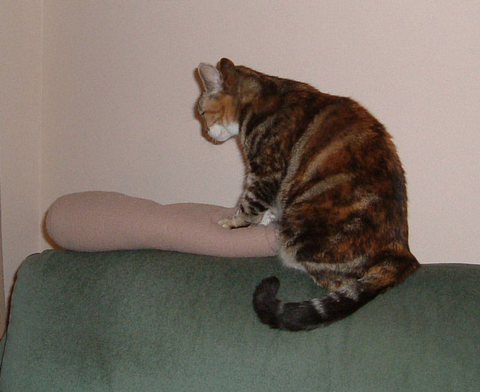 "Las cebras no pueden dormir solas": 30 Datos sobre animales muy edificantes