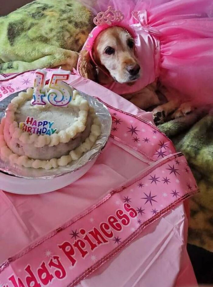 My Mom Threw Her Dog A Quinceanera