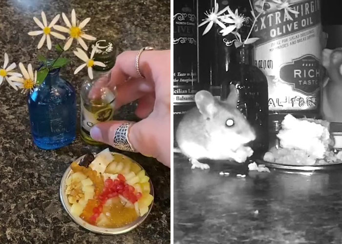 Woman Makes Gourmet Meals For A Mouse That Lives In Her Wall, Goes Viral On TikTok With More Than 18M Views