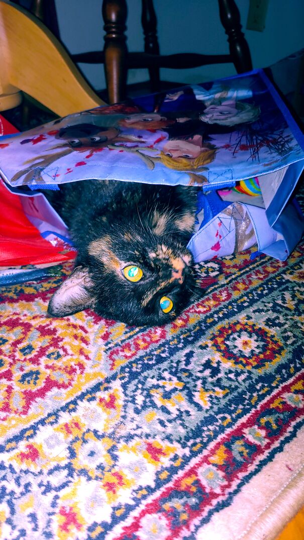 Cinder High On Catnip